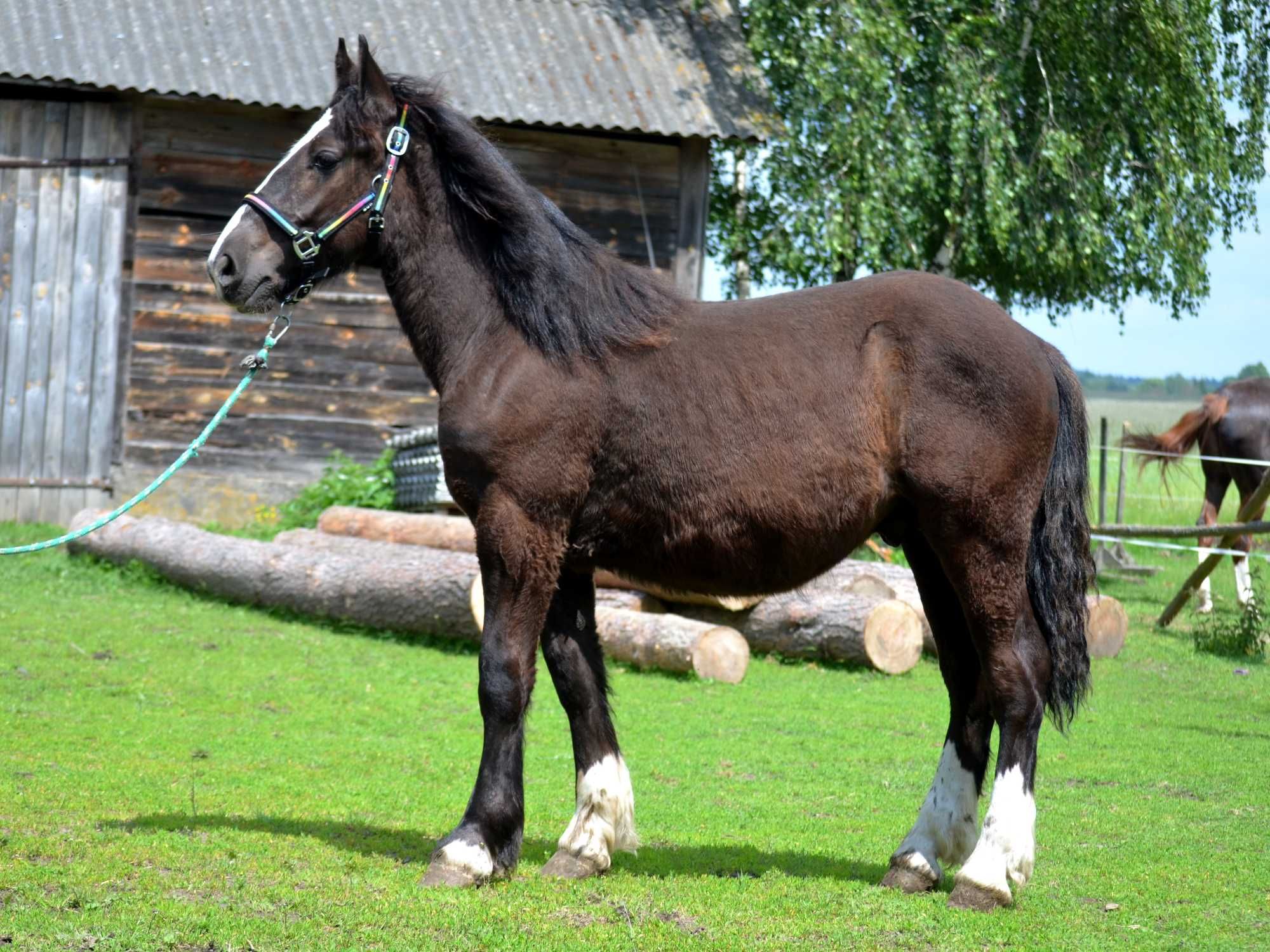 Ogierek w dobre ręce!