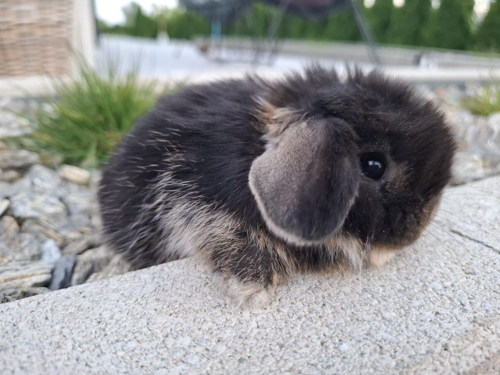Królik miniaturka króliczek mini lop