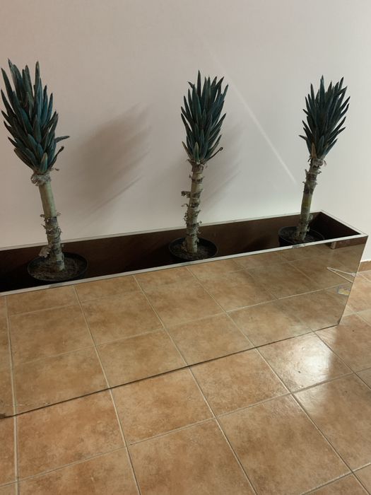 Floreira em espelho