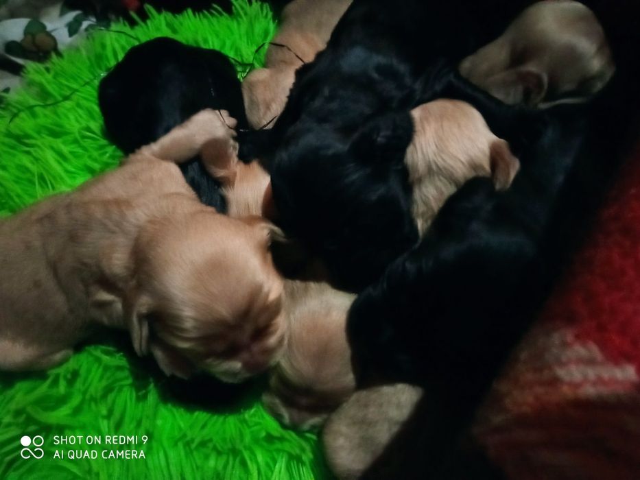 Спаниельки продажа