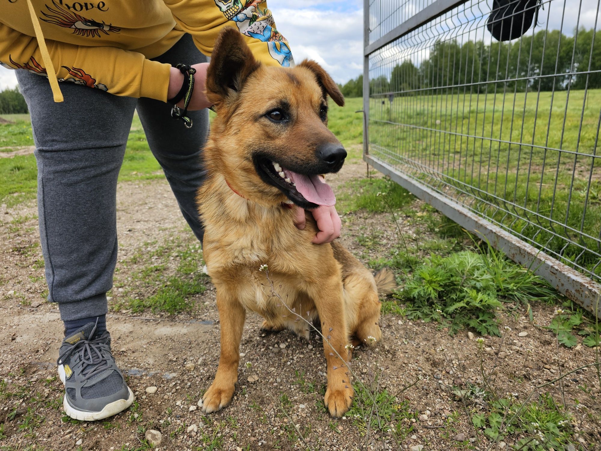 Sezamek, młody pies czeka swoją drugą połówkę