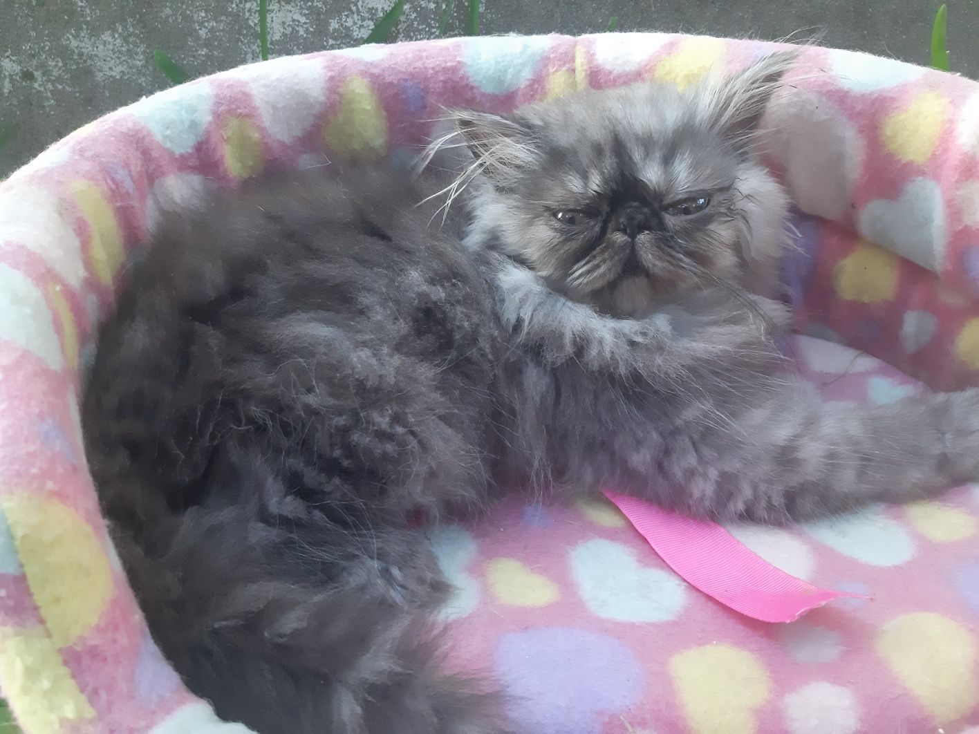 Gatinha persa smoke