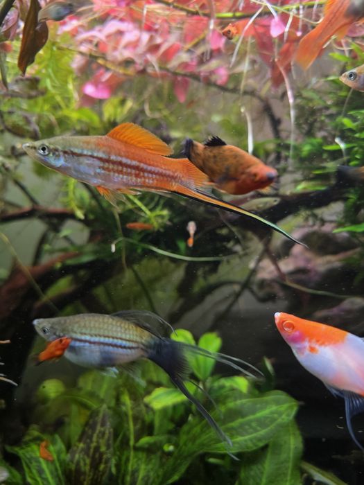 Mieczyki  młode zdrowe