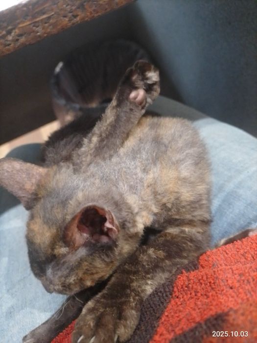 Отдам в хорошие руки кошку Браж