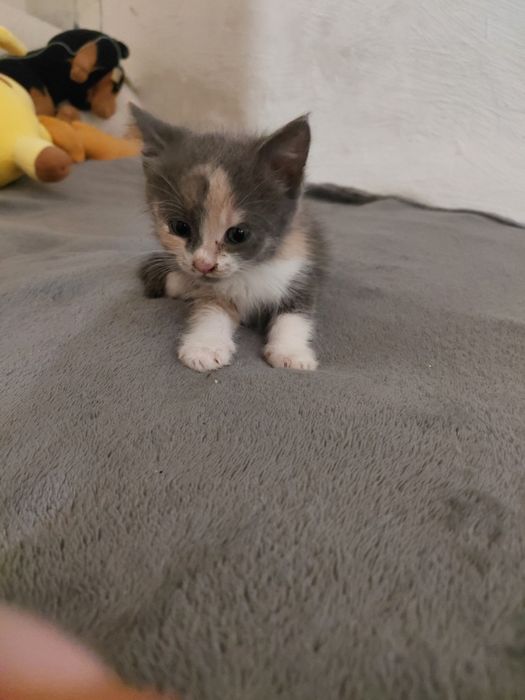 Кошенята не породисті