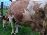 Продается корова Симентальской породы.