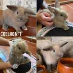 Coelhos Anões Disponíveis