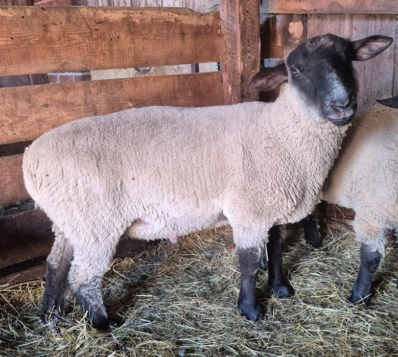 Sprzedam barana owce