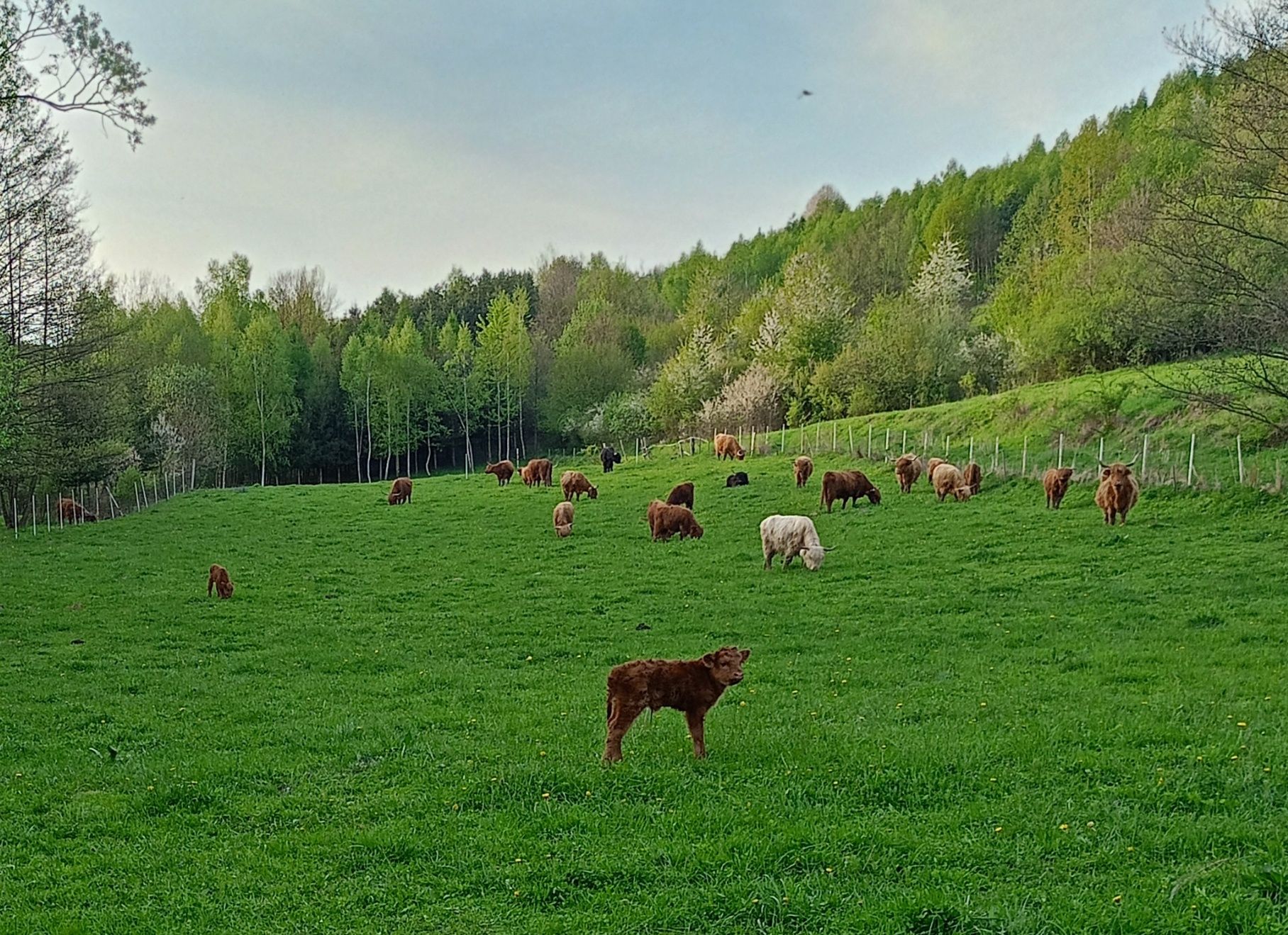 Bydło rasy higland cattle