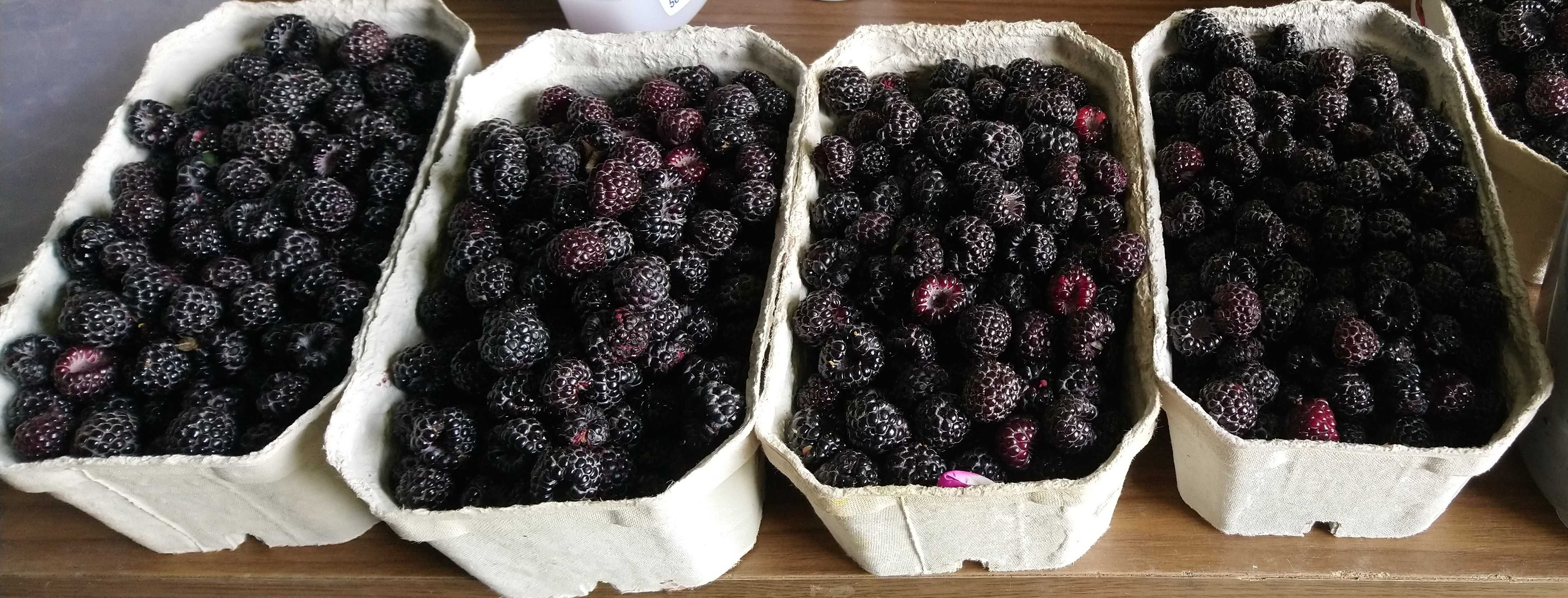 Sok z owoców czarnej maliny rarytas poj. 330 ml.