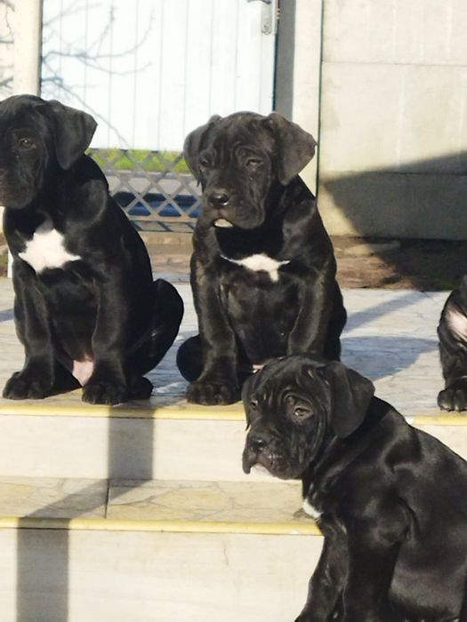 Кане-корсо щенки