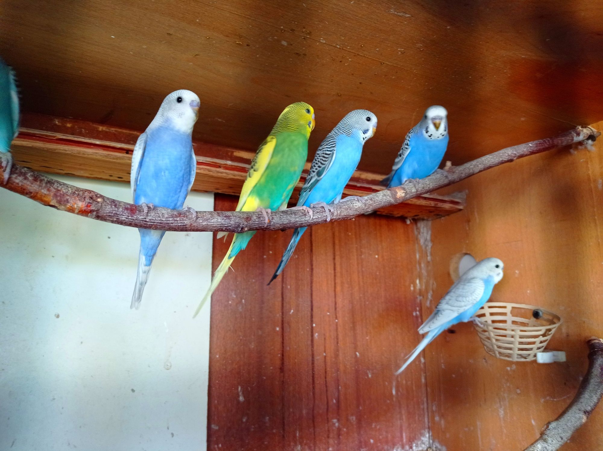 Papugi faliste młode z woliery zewnętrznej