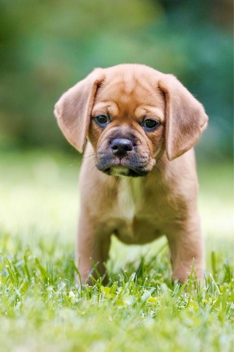 Пагль (puggle) гибрид двух пород pug (мопс) и beagle (бигль)