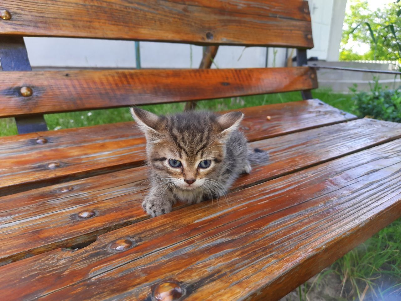 Кошенята господарські