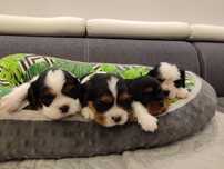 Sunia Cavalier King Charles Spaniel