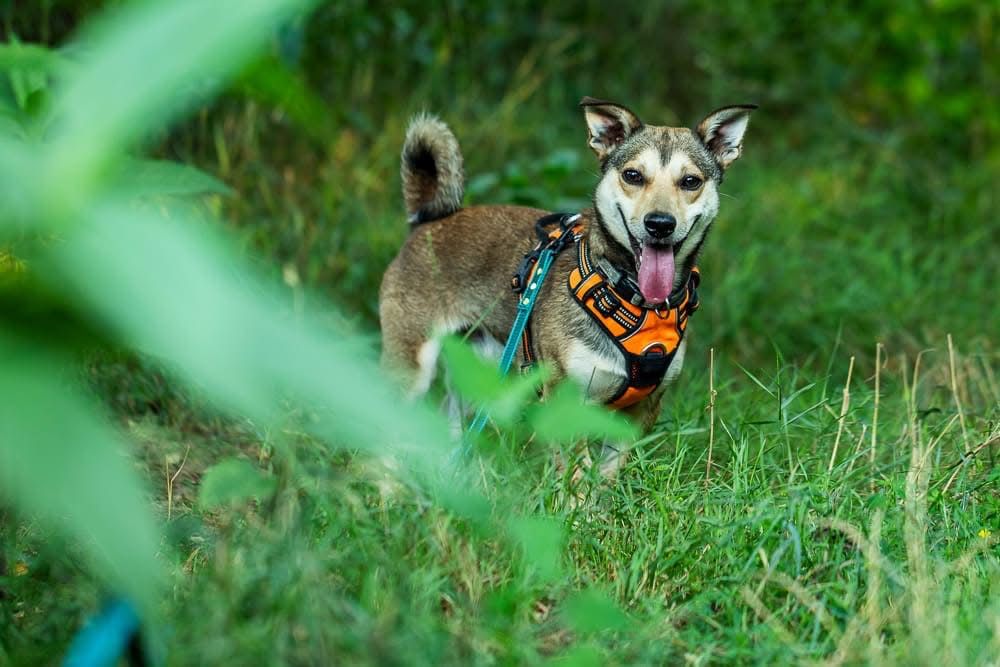 Melon – cichutki, kochany maluszek szuka spokojnego domu. Adopcja