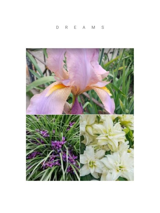 Садові     квіти