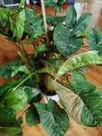 Syngonium zroslicha