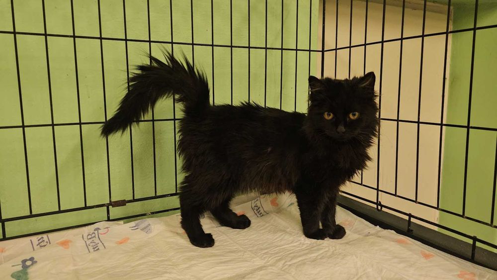 Przepiękna młodziutka Czarnulka czeka- może właśnie na Ciebie