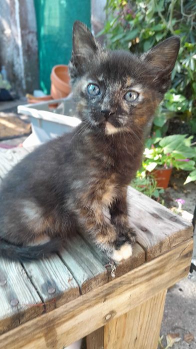 Uma gatinha para adopção