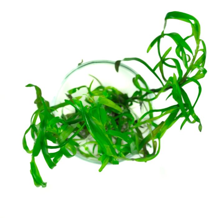 Heteranthera zosterifolia HETERANTERA PASKOWANA in vitro