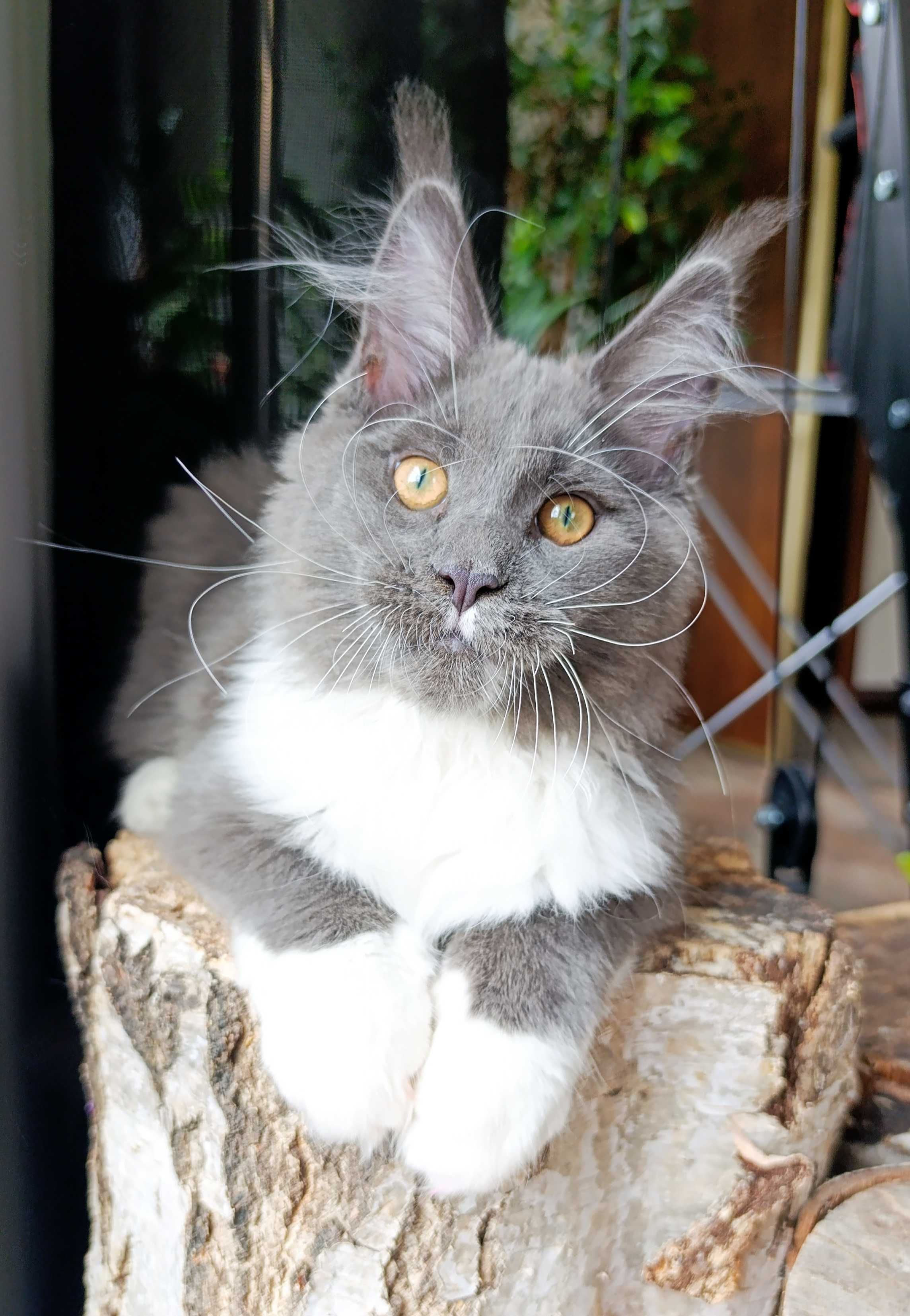 Niebiesko-biały mruczek Maine Coon - FPL