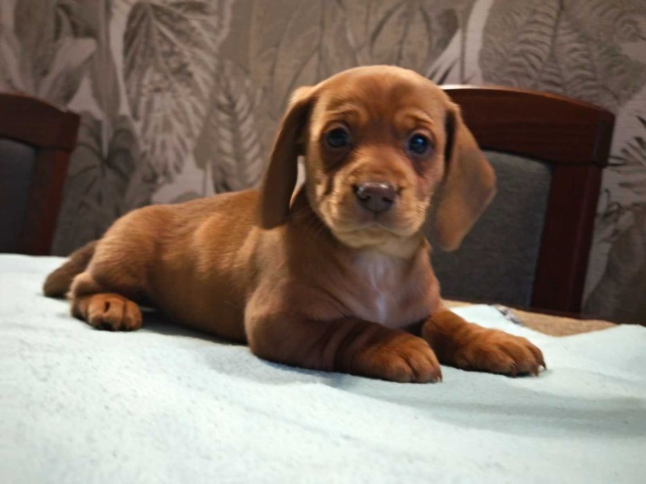 Jamnik miniatura krótkowłosy