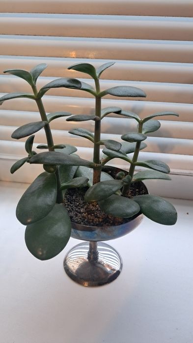 Толстянка/денежное дерево