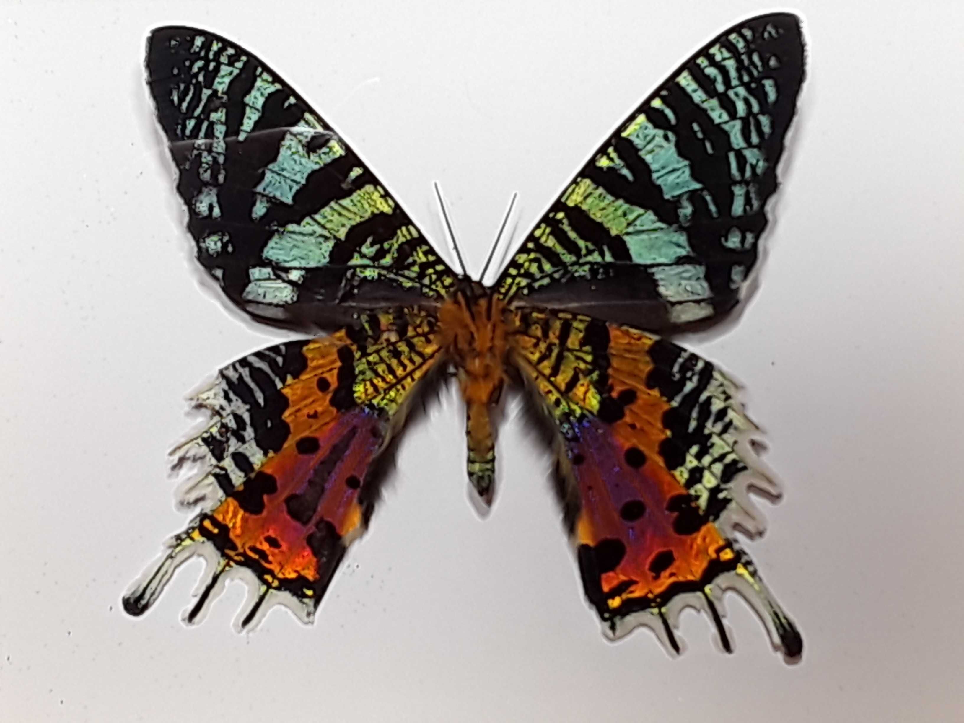 Motyl w ramce , gablotce 12 x 14 cm . Urania ripheus 80 mm .