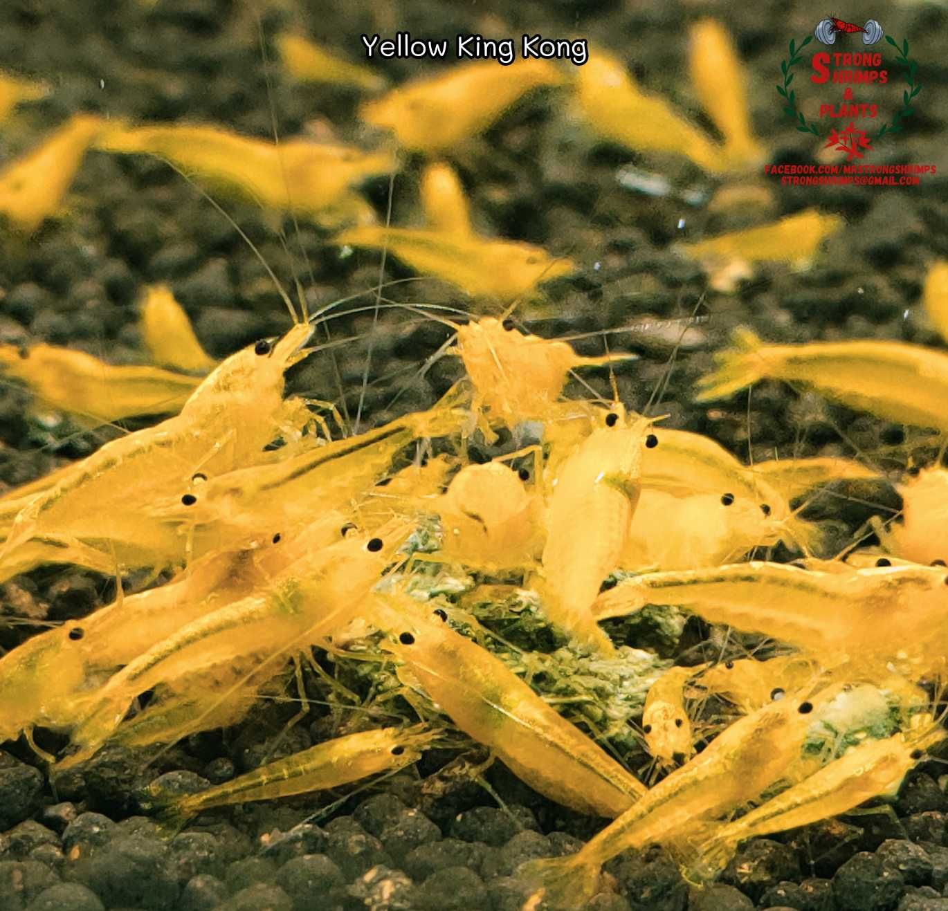 Krewetki Caridina Yellow King Kong gen Galaxy ZAMIANA GRATIS PROMOCJA
