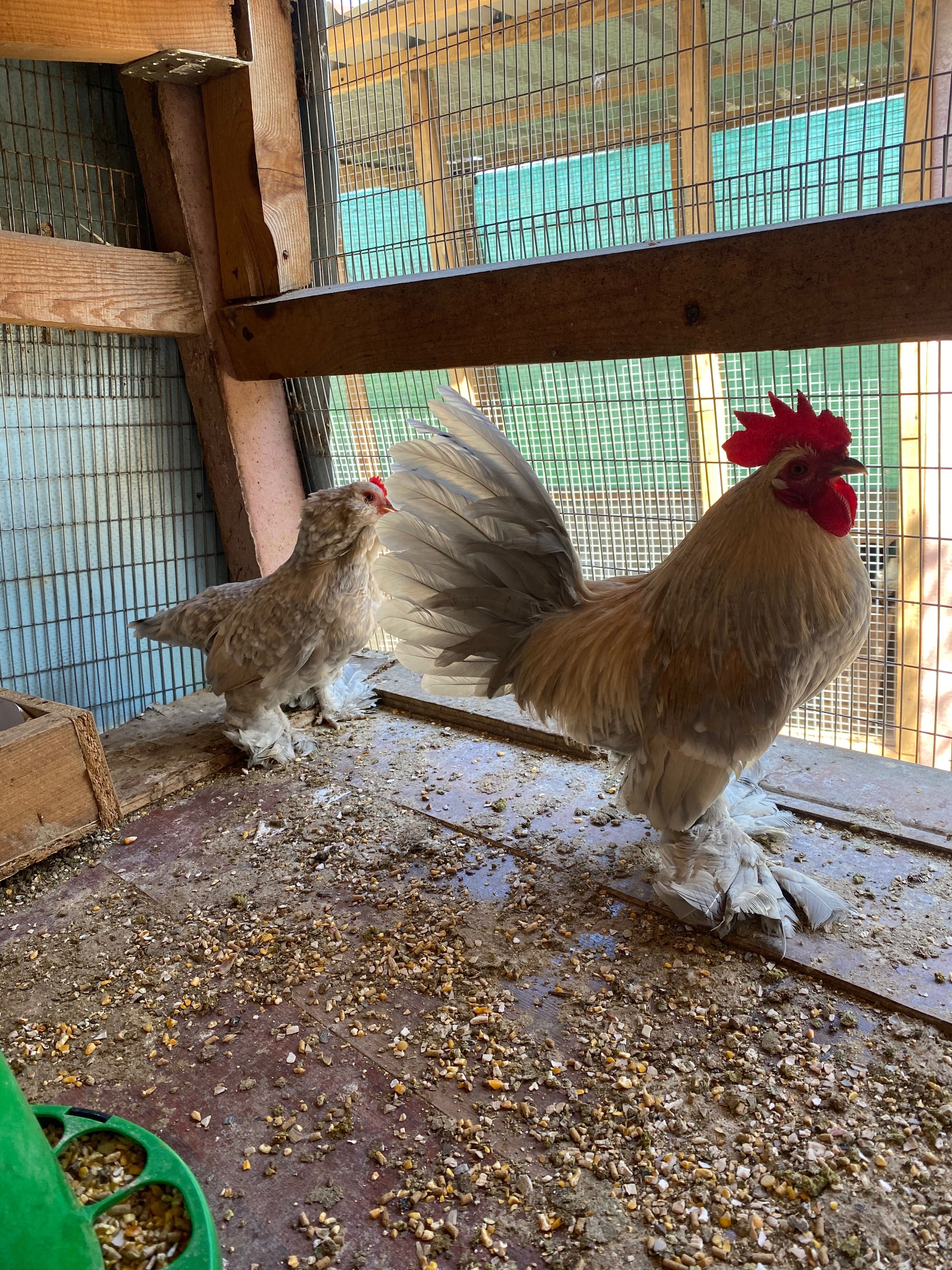 Ovos galados de brahma e Wayandotte e outras raças