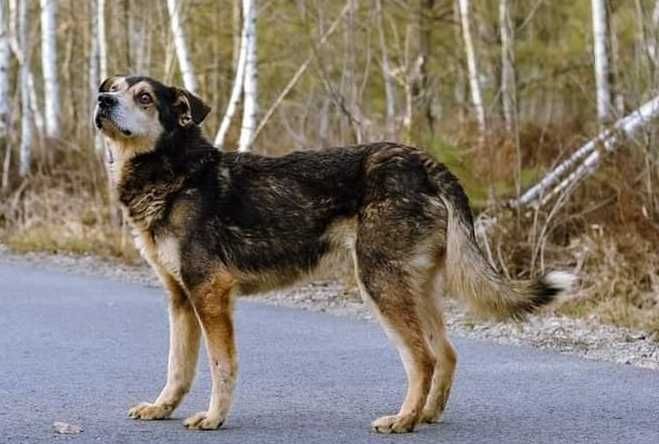 Gustaw źle znosi schronisko