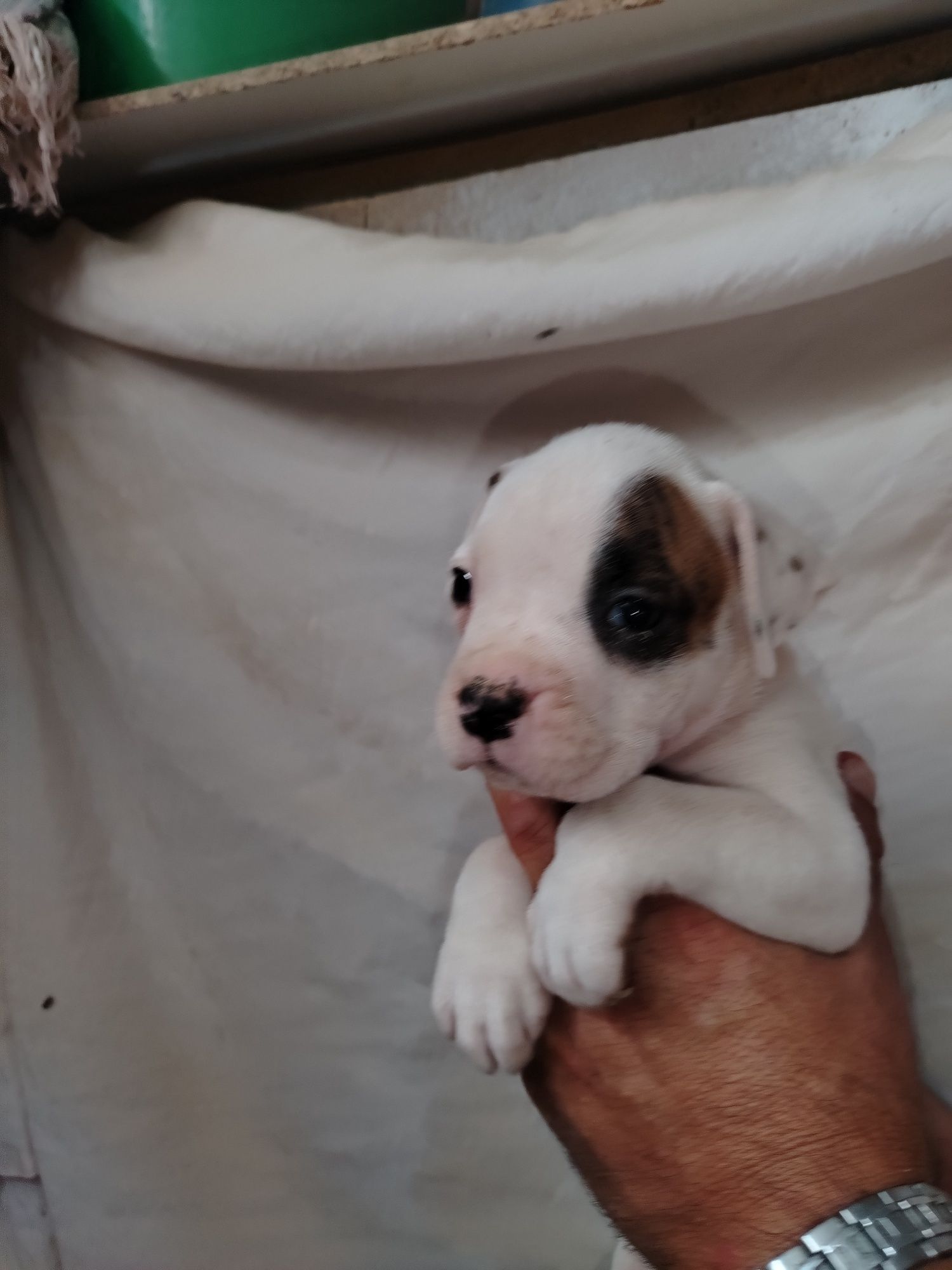 Lindo macho branco