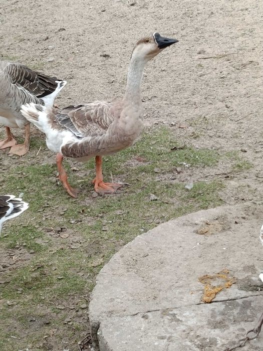 Gęsi kubańskie /garbanosa