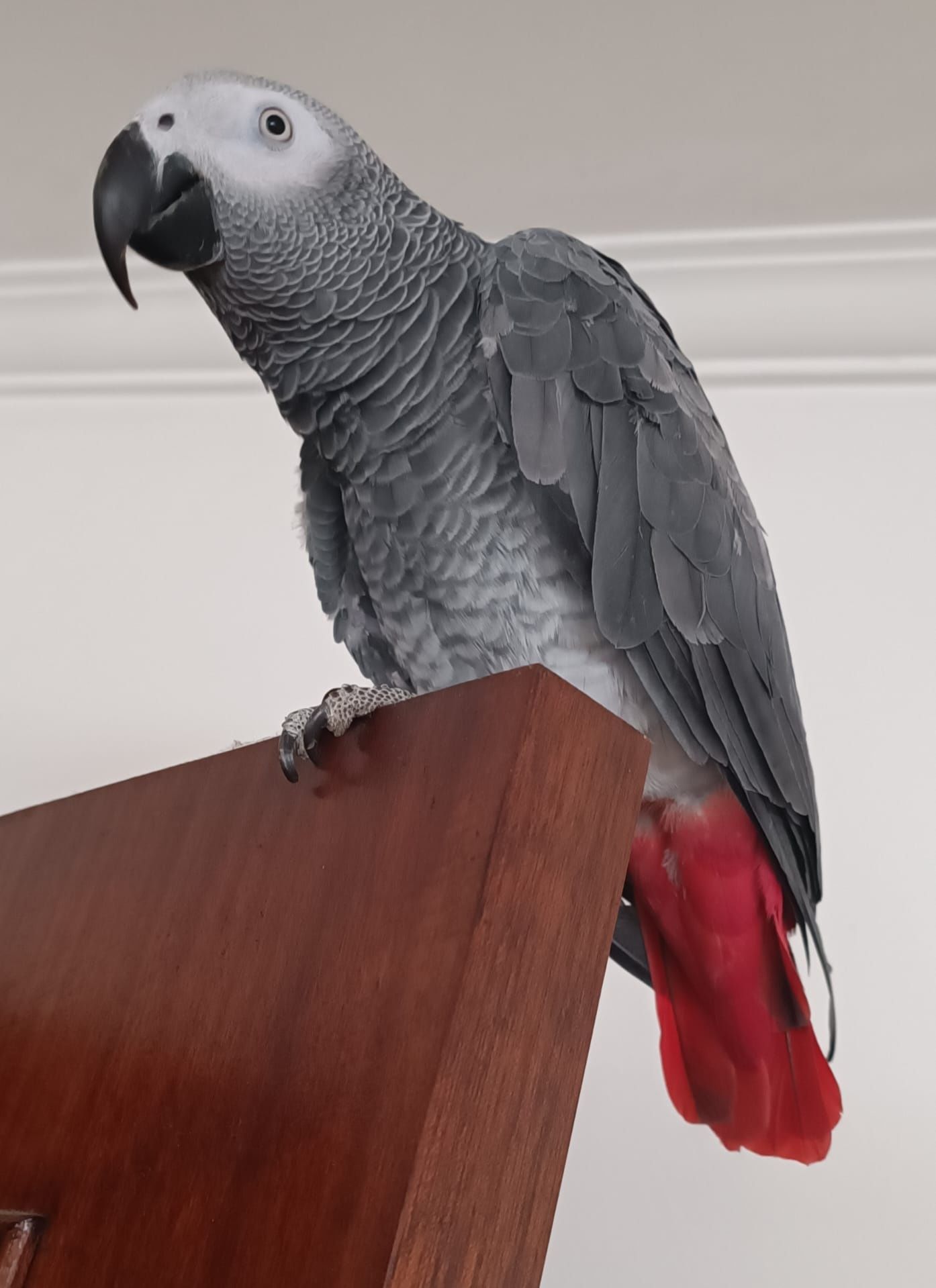 Papagaio cinzento