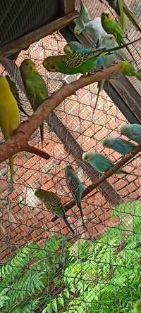Papugi faliste z zewnątrznego chowu
