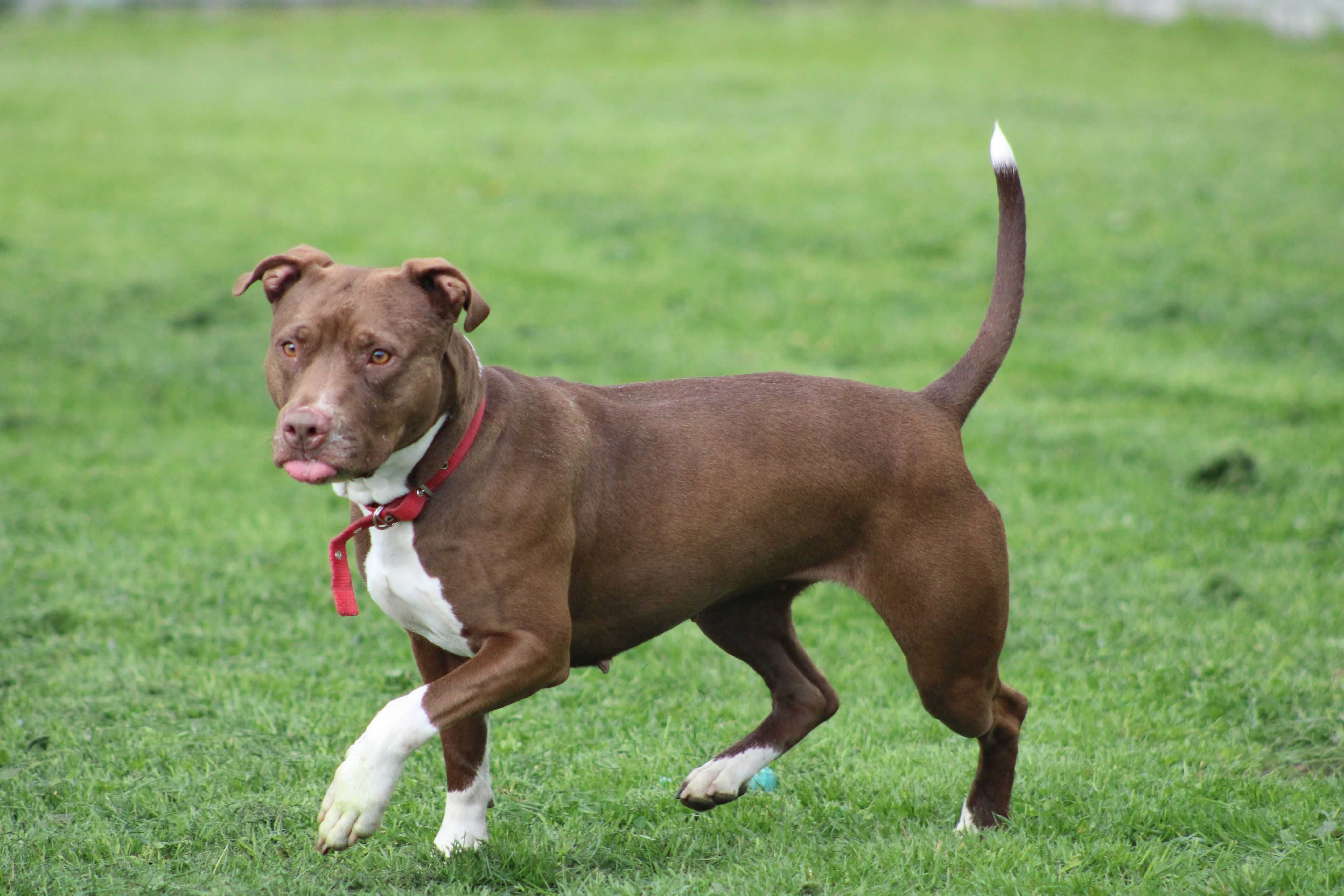 Sasza do adopcji za darmo pit bull