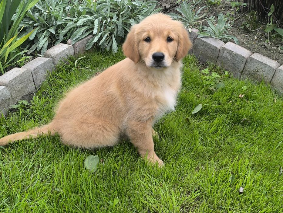 Golden retriever