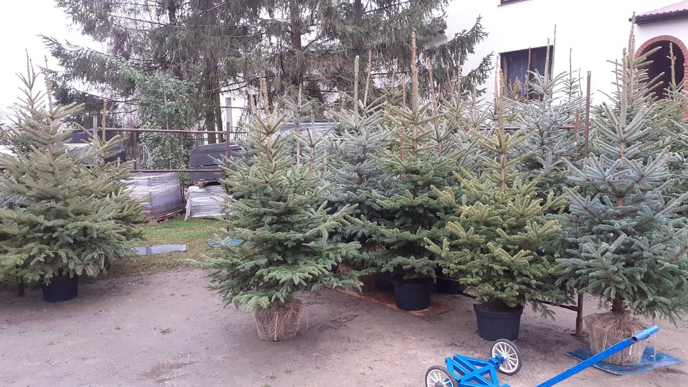 Choinki Bożonarodzeniowe w doniczkach i cięte