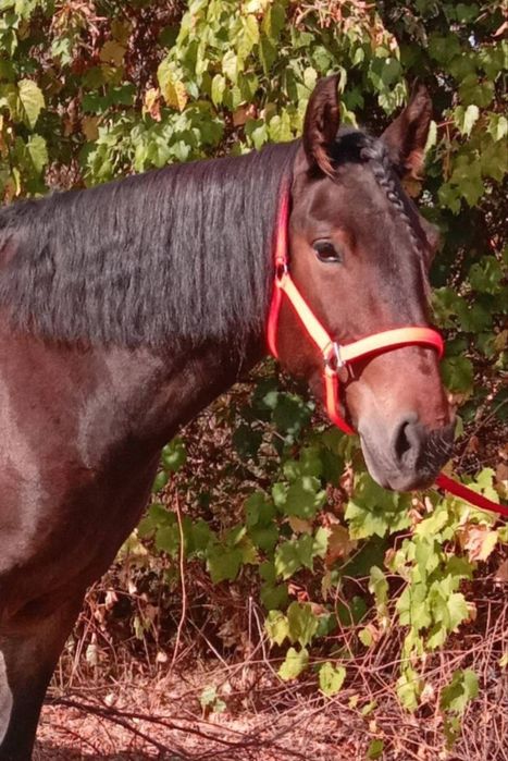 Продається молода, перспективна кобила трьох років.