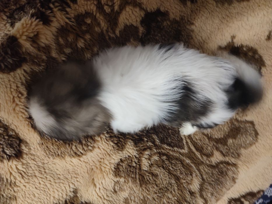 Piesek shihtzu tricolor