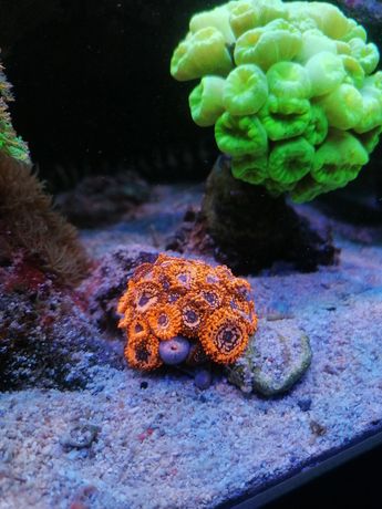 Koralowce zoanthus utter chaos akwarium morskie