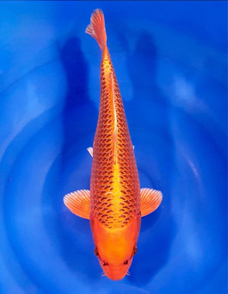 Carpa koi kin matsuba 48/50cm female