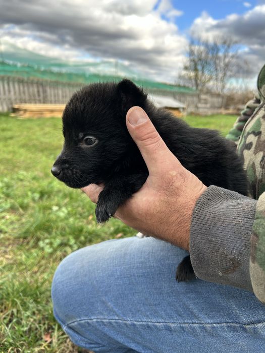 Цуценята породи німецької вівчарки
