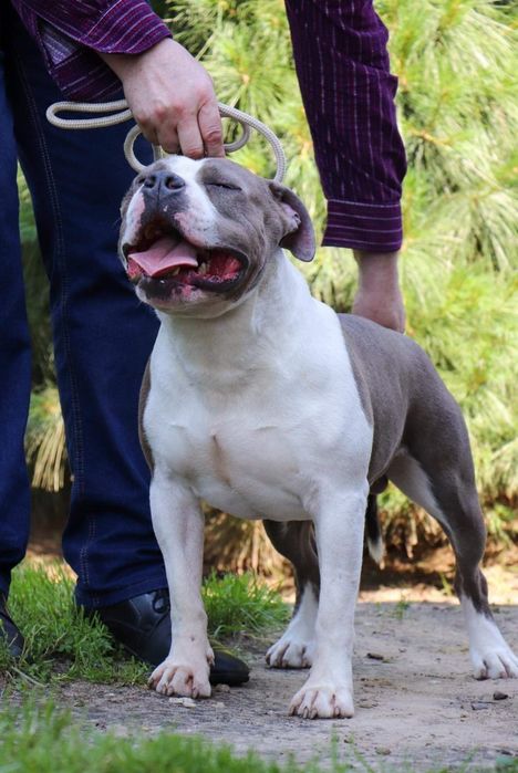 Amstaff piękny piesek ZKWP FCI rodowód