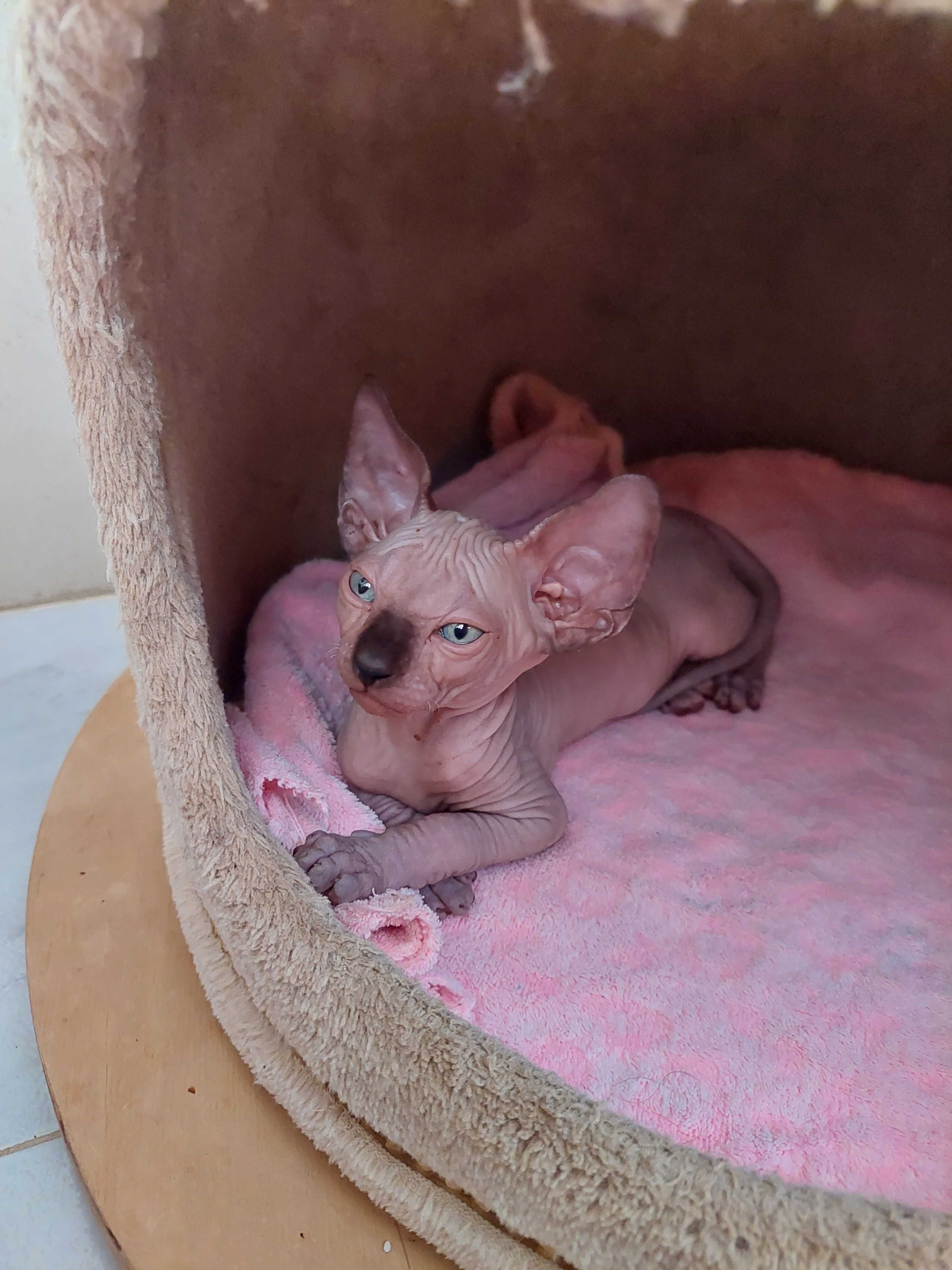 Gatinho Sphynx puro