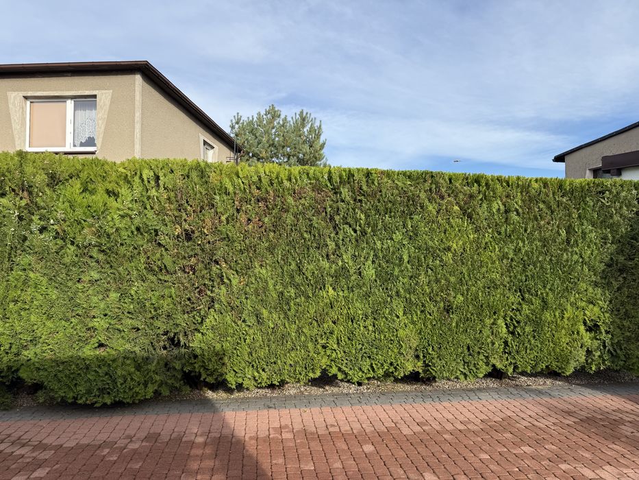 Pielęgnacja ogrodu/zakładanie