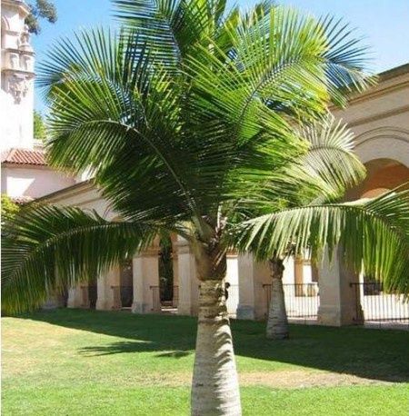 Palmeiras majestosas, Ravenea rivularis,