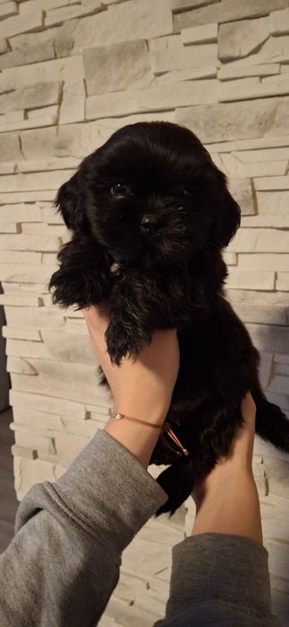 Piękny piesek shih tzu