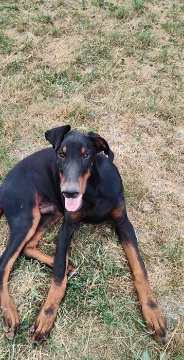 Doberman z Rodowod